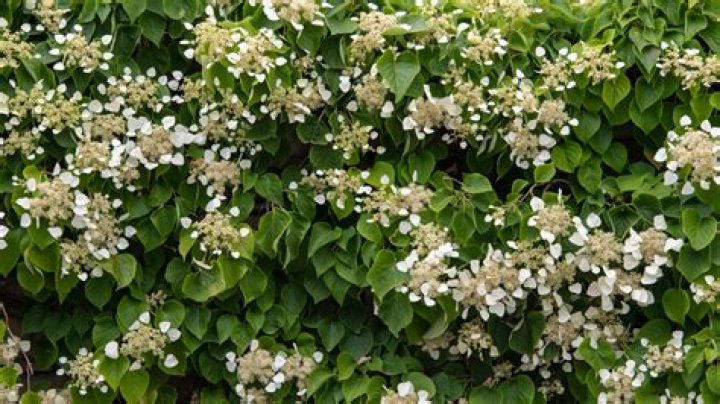 Are all climbing hydrangeas white
