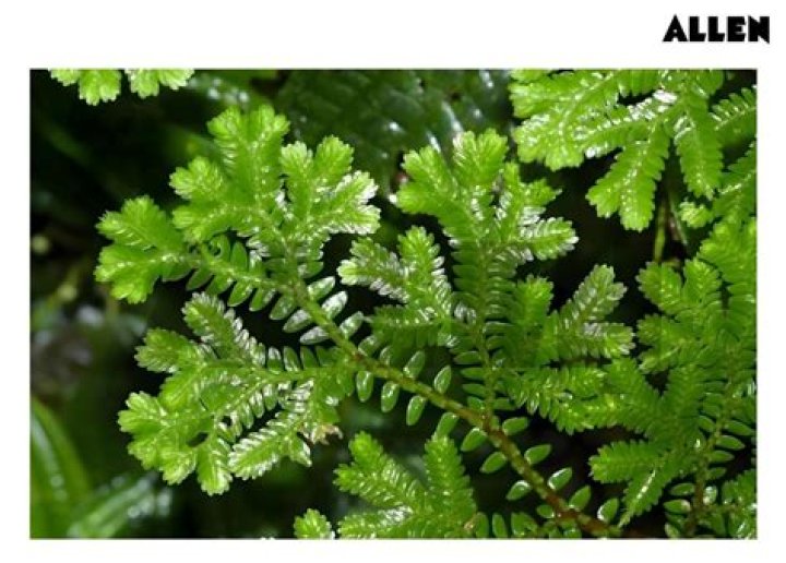 Are all land plants heterosporous