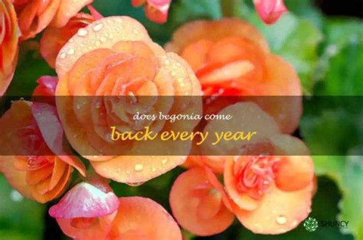 Are begonias come back every year