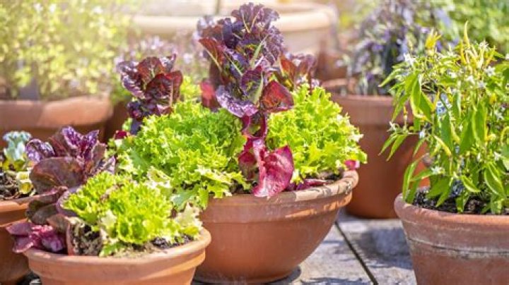 Are clay pots good for vegetables