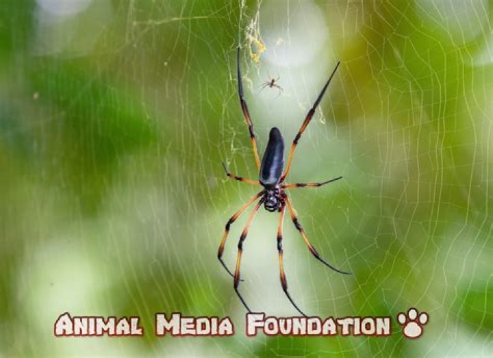 Are spiders classified as insects