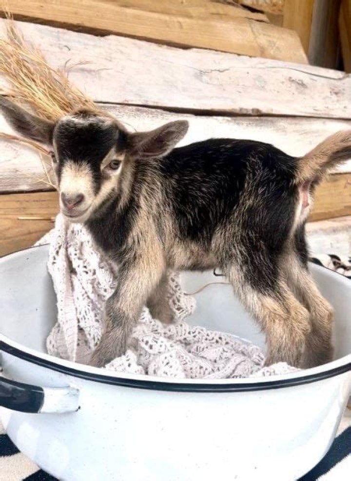 Are there teacup goats