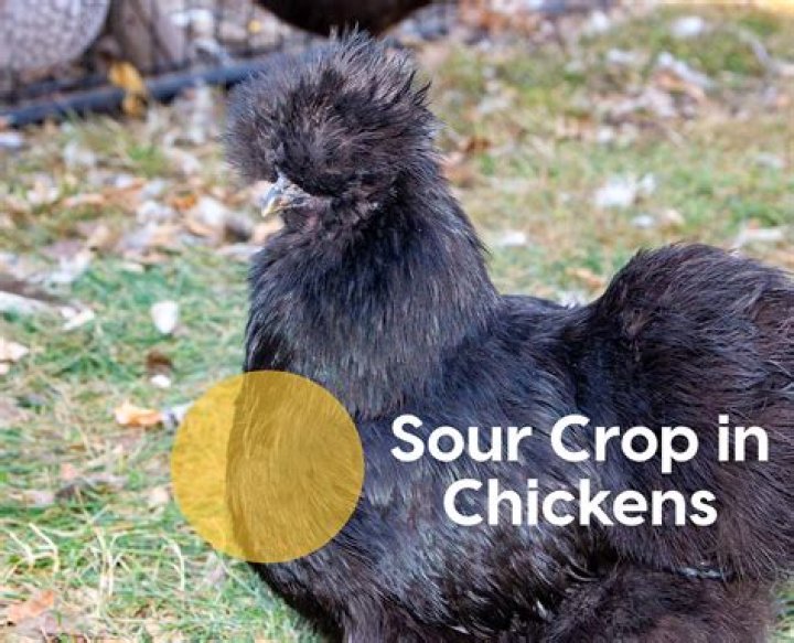 Can a chicken live with sour crop