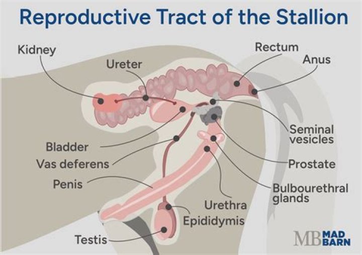 Can a gelding still produce sperm