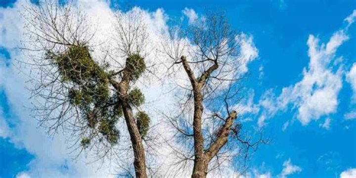Can a half dead tree be saved