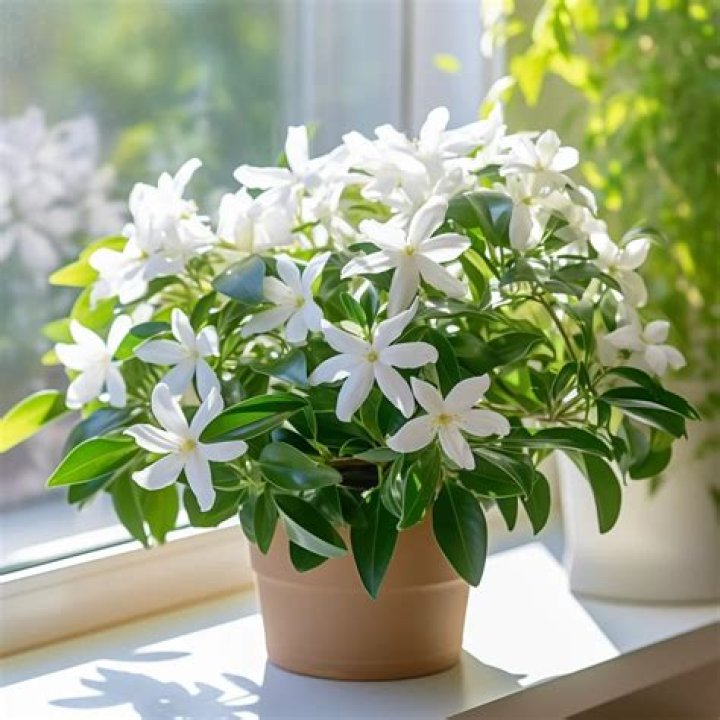 Can a jasmine plant grow in a pot