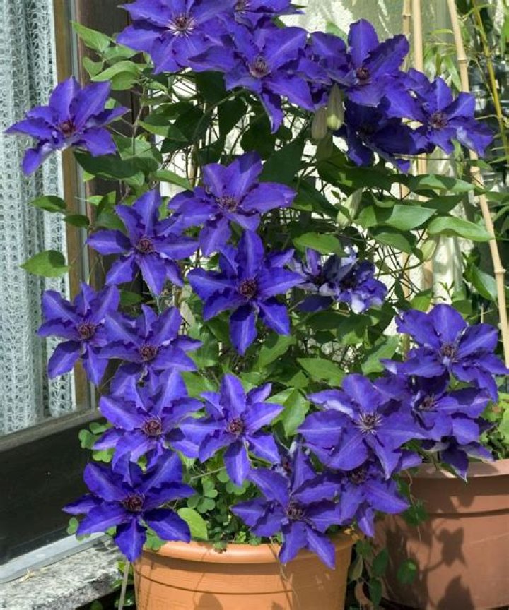 Can clematis grow without trellis