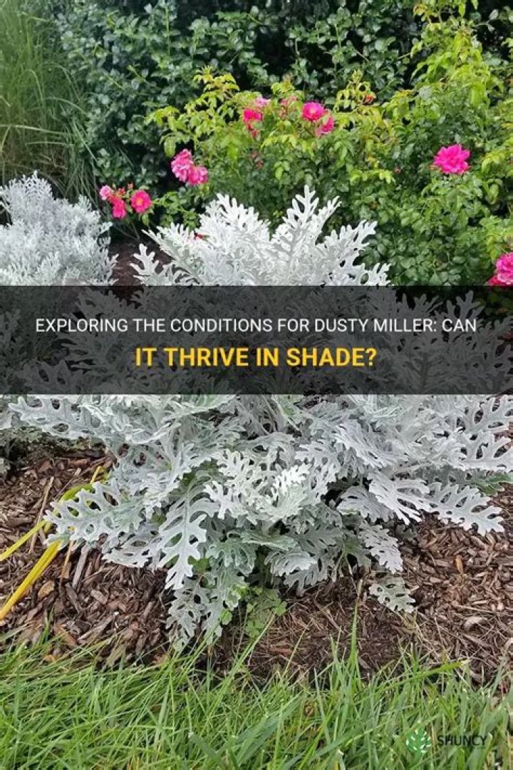 Can I plant dusty miller in shade