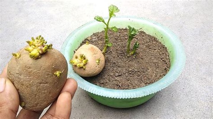 Can you grow cuttings in a potato