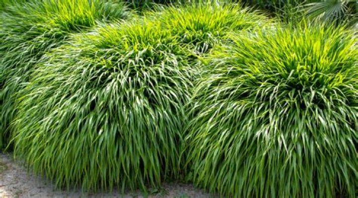 Do any tall grasses grow in shade