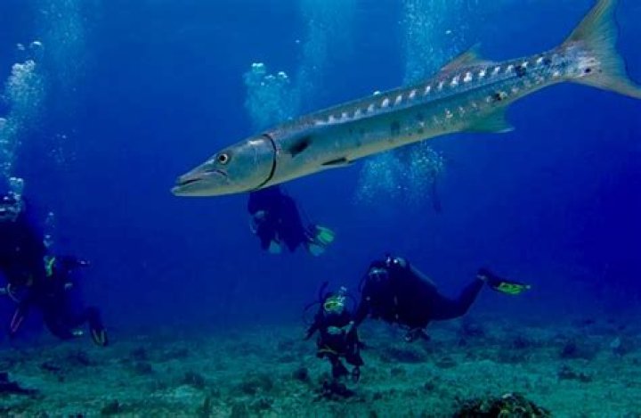 Do barracudas come close to shore