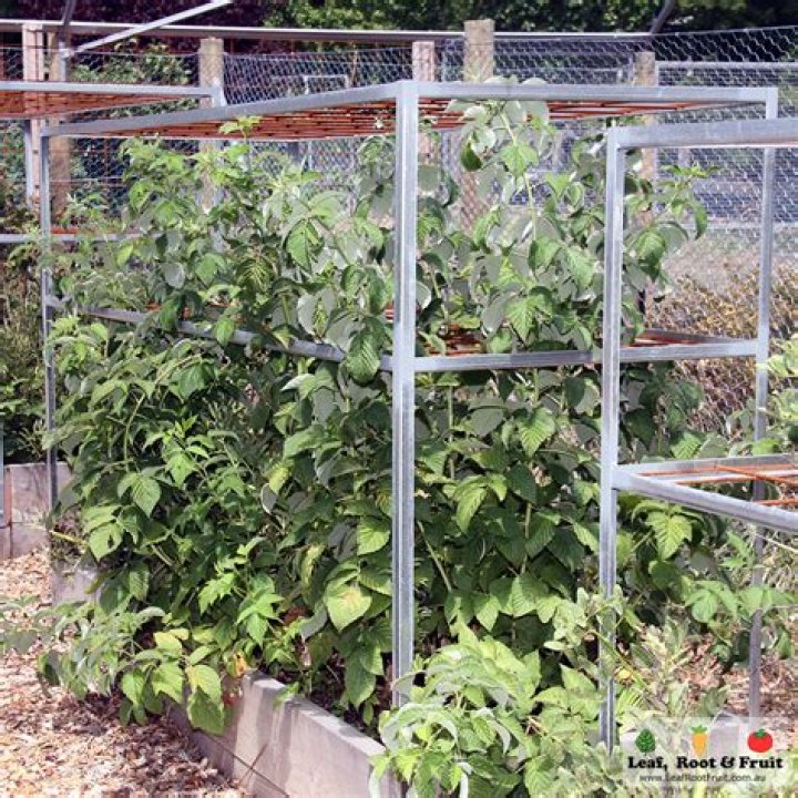Do Caroline raspberries need a trellis