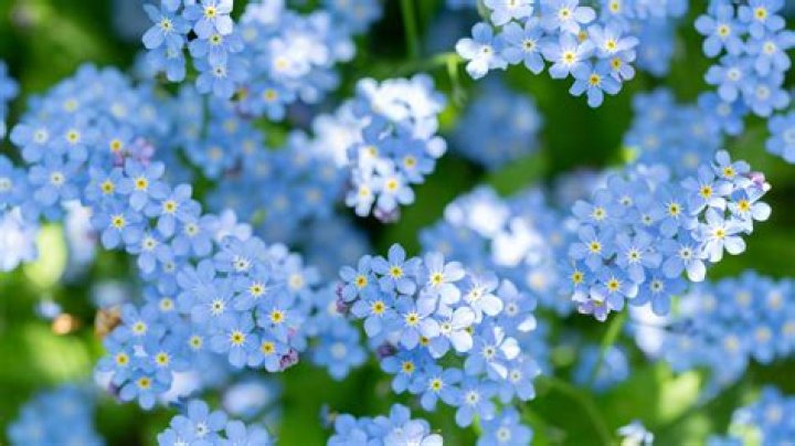 Do forget-me-nots grow every year