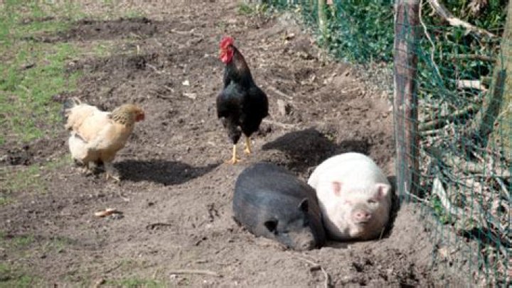 Do pigs get along with other pigs