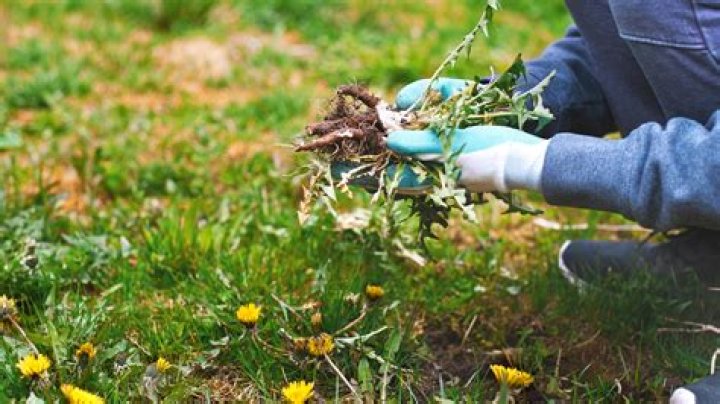 Does a scarifier remove weeds