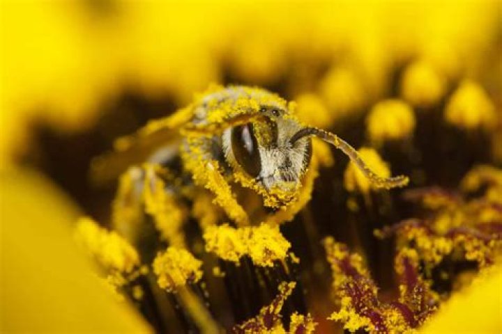 Does bee pollen hurt your stomach