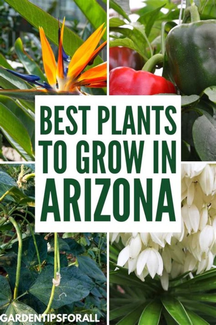 Does ivy grow well in Arizona