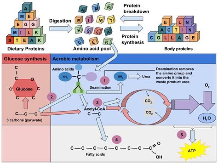 Does protein break into sugar