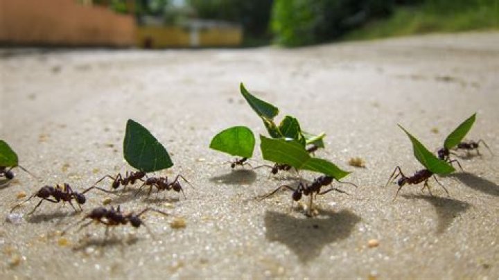 Does TruGreen get rid of ants