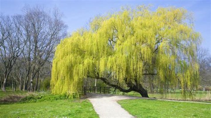 How big do weeping willow trees get