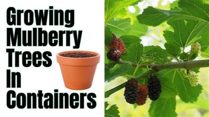 How do I get my Mulberry to fruit
