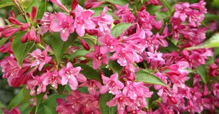 How do you get weigela to rebloom