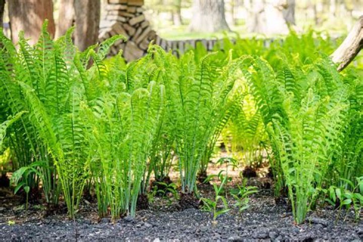 How do you grow ferns from roots