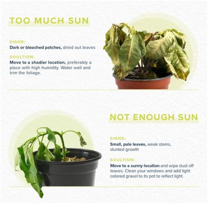How do you revive a box plant