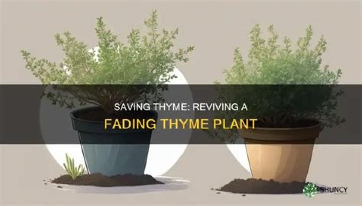 How do you revive dying thyme