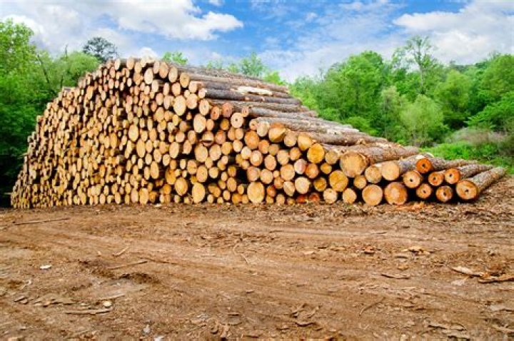 How much is timber tax in Georgia