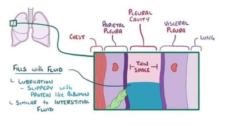 How much pleural fluid is drained