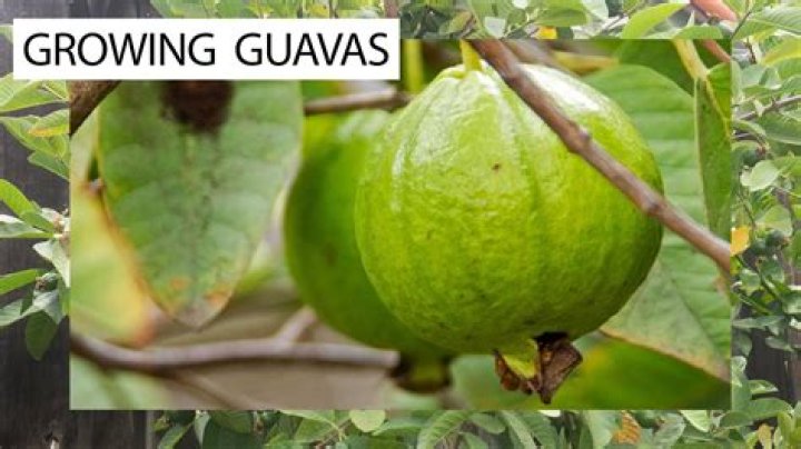 How much sun do guava plants need