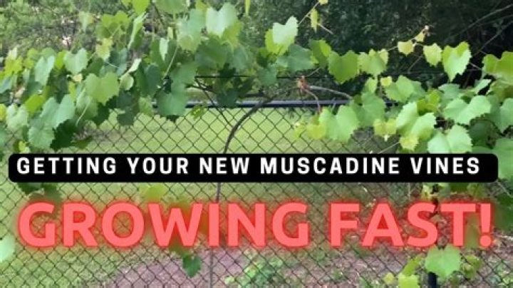 How much water do muscadines need