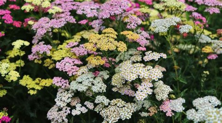 How much water does a yarrow need
