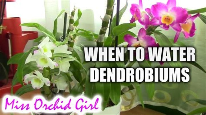 How often do you water Dendrobium