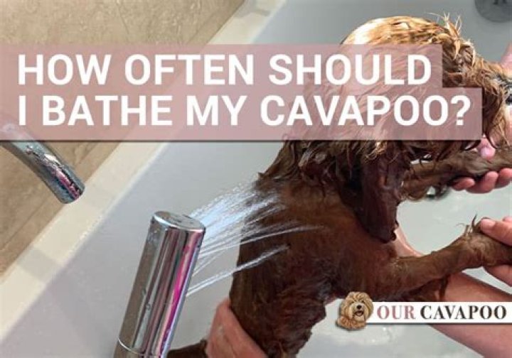 How often should I bathe my goats