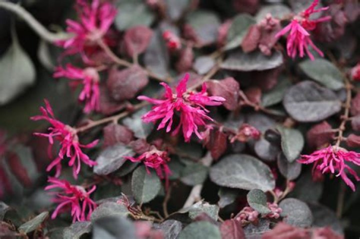 How quickly does loropetalum grow