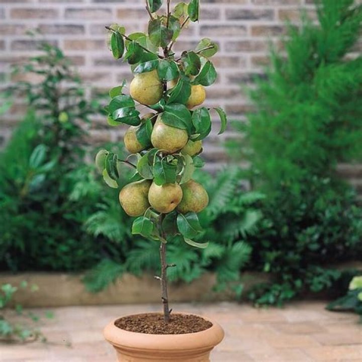 How tall do dwarf pear trees grow