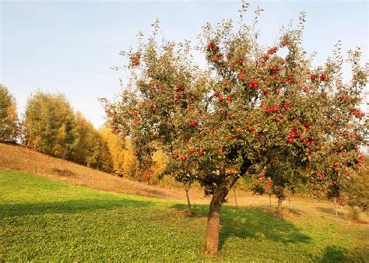 How tall do Gala apple trees grow