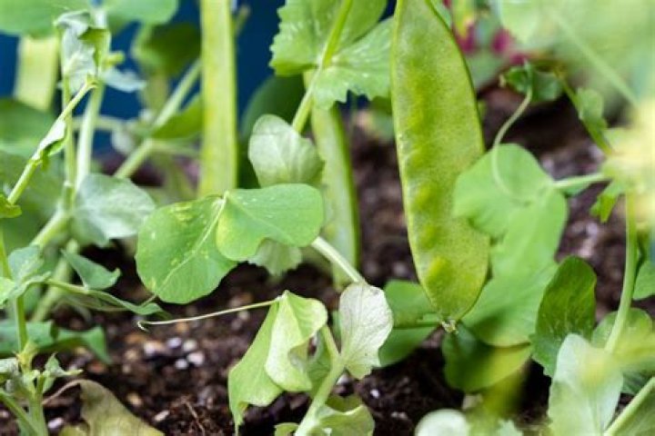 How tall do snow peas plants grow