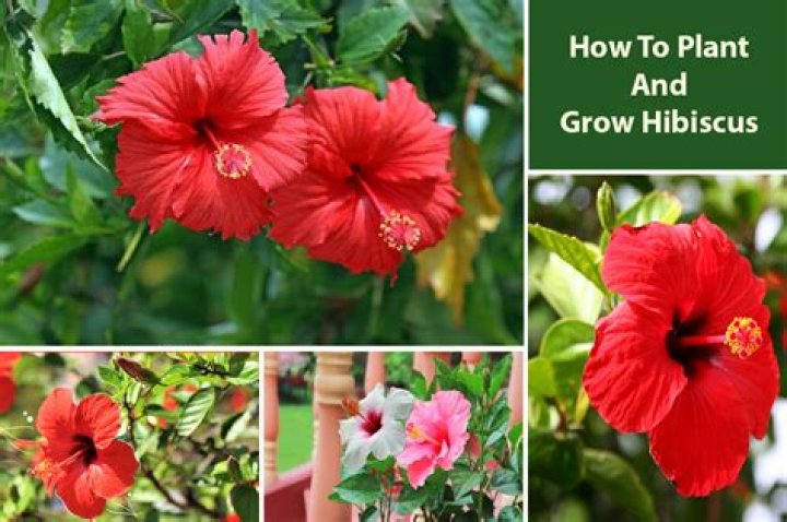 How tall does a hibiscus tree get
