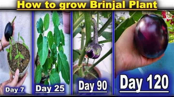 In which season does brinjal grow