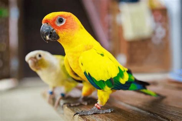 Is a sun conure a good first bird