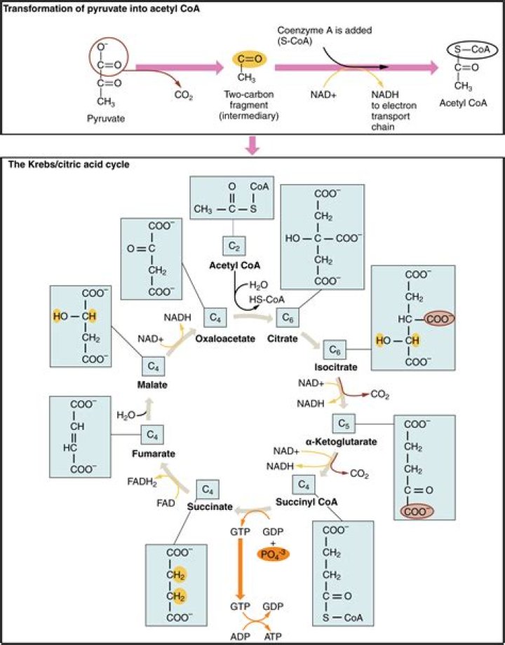 Is acetyl CoA reduced or oxidized