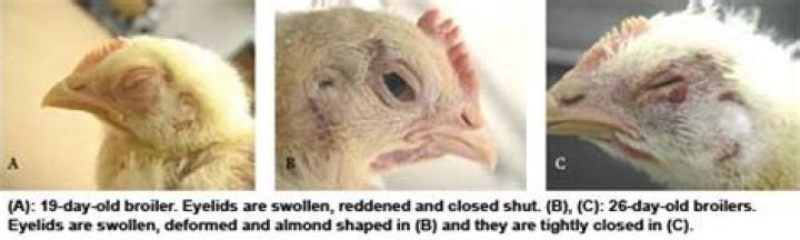 Is ammonia smell harmful to birds