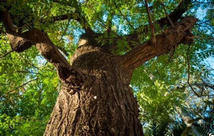 Is azadirachtin harmful to humans