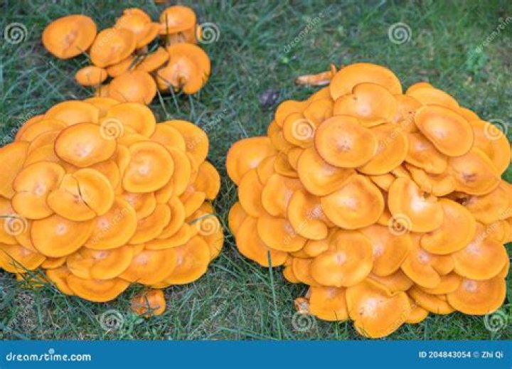 Is bright orange fungus poisonous