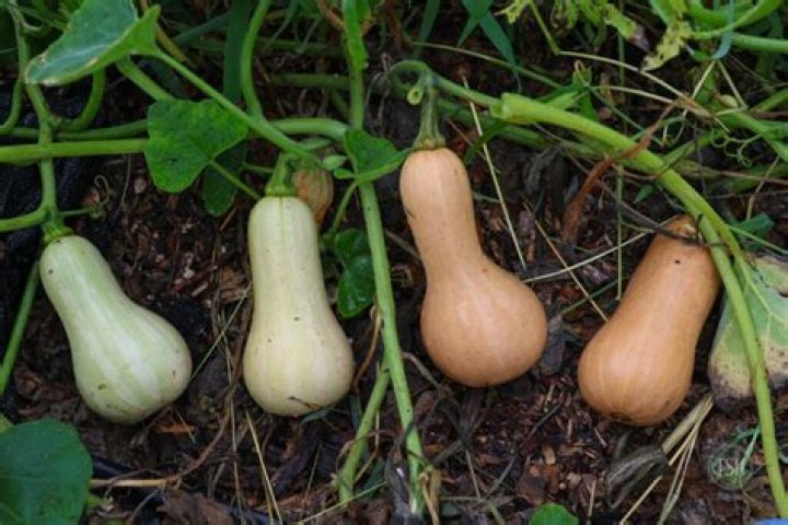 Is Butternut a fruit or vegetable