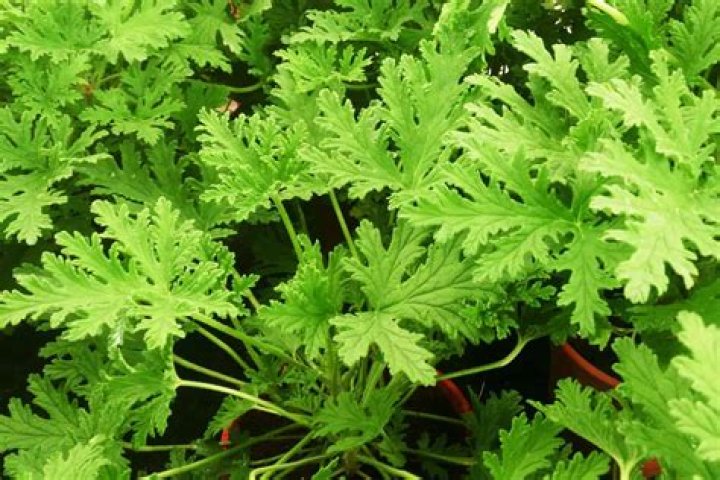 Is citronella poisonous to humans