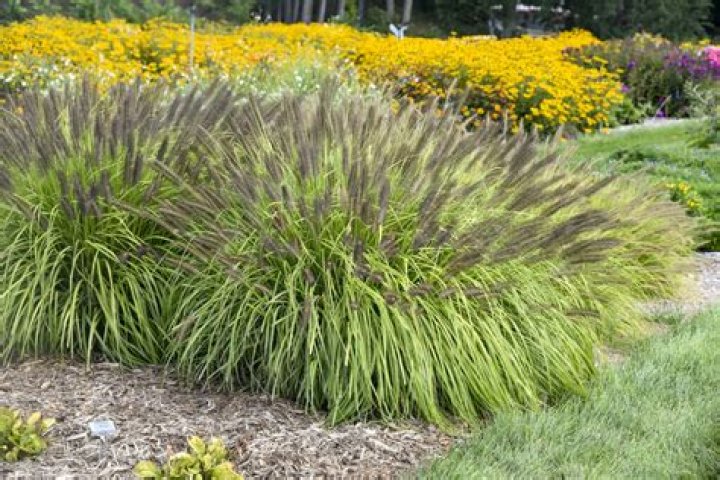 Is fountain grass toxic to humans